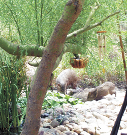 javelina drinking from pond